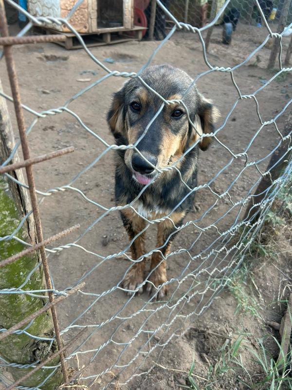 “Argo, il Cucciolo che Aspetta il Suo Lieto Fine” 🐾 Foto 9